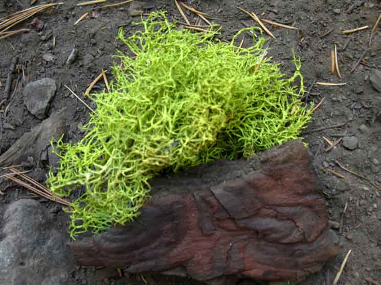 Moss and Bark on the Pacific Crest Trail was momentairly delightful